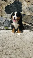 Svea, a male Bernese Mountain Dog for sale in Goshen, IN – 4 of 10