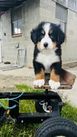 Harrison, a male Bernese Mountain Dog for sale in Goshen, IN – 3 of 10