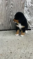 Vivienne, a female Bernese Mountain Dog for sale in Goshen, IN – 9 of 10