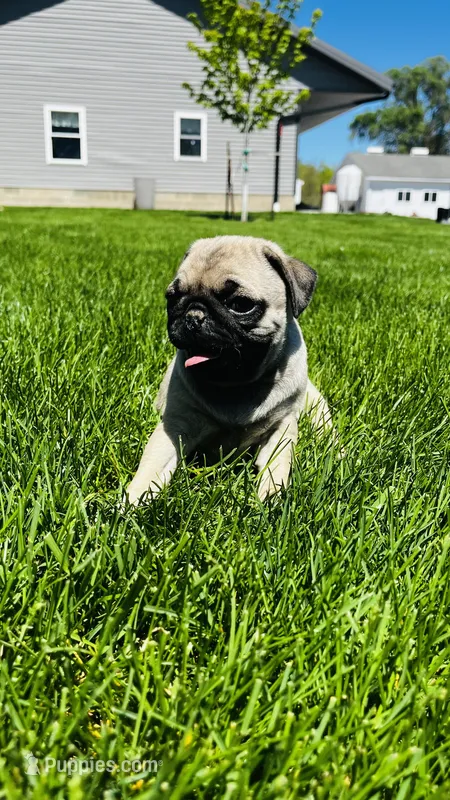 Tammy – Pug puppy for sale in Goshen, IN