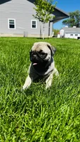Tammy, a female Pug for sale in Goshen, IN – Photo 1 of 9