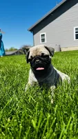 Tammy, a female Pug for sale in Goshen, IN – Photo 3 of 9