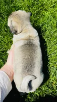 Tammy, a female Pug for sale in Goshen, IN – Photo 6 of 9