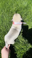 Tammy, a female Pug for sale in Goshen, IN – Photo 9 of 9