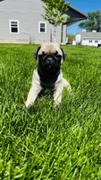 Tammy, a female Pug for sale in Goshen, IN – Photo 7 of 9