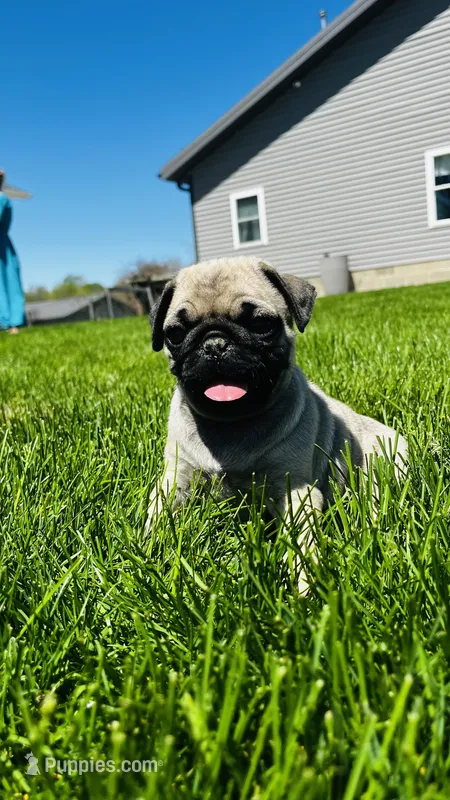 Tammy – Pug puppy for sale in Goshen, IN