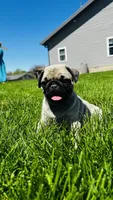 Tammy, a female Pug for sale in Goshen, IN – Photo 2 of 9