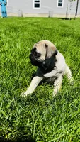 Tammy, a female Pug for sale in Goshen, IN – Photo 8 of 9