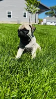 Tammy, a female Pug for sale in Goshen, IN – Photo 4 of 9