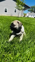 Tammy, a female Pug for sale in Goshen, IN – Photo 5 of 9