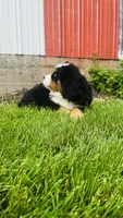 Berne, a male Bernese Mountain Dog for sale in Goshen, IN – 6 of 9