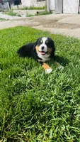 Svea, a male Bernese Mountain Dog for sale in Goshen, IN – 9 of 10
