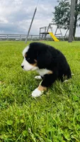 Roman, a male Bernese Mountain Dog for sale in Goshen, IN – 7 of 8