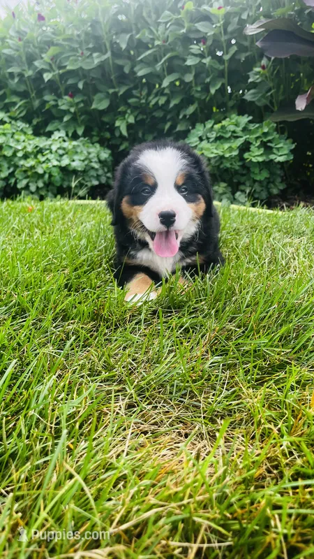 Summit – Bernese Mountain Dog puppy for sale in Goshen, IN