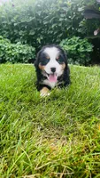 Summit, a male Bernese Mountain Dog for sale in Goshen, IN – 1 of 10