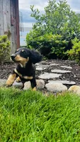 Jasher, a male Miniature Dachshund for sale in Goshen, IN – 3 of 7