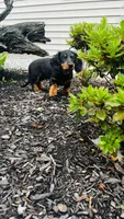 Zander, a male Miniature Dachshund for sale in Goshen, IN – 10 of 10
