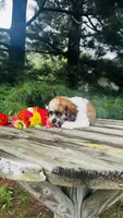 Maverick, a male Cavalier King Charles Spaniel and Poodle - Miniature  for sale in Goshen, IN – 2 of 10