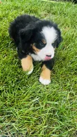 Summit, a male Bernese Mountain Dog for sale in Goshen, IN – 7 of 10