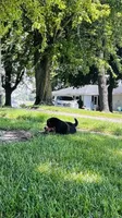 Charles, a male Bernese Mountain Dog for sale in Goshen, IN – 4 of 10