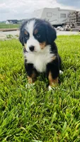 Harrison, a male Bernese Mountain Dog for sale in Goshen, IN – 10 of 10
