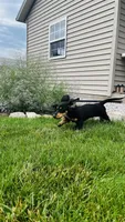 Jasher, a male Miniature Dachshund for sale in Goshen, IN – 2 of 7