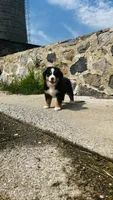 Svea, a male Bernese Mountain Dog for sale in Goshen, IN – 5 of 10