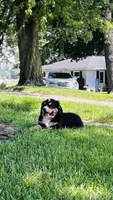 Charles, a male Bernese Mountain Dog for sale in Goshen, IN – 3 of 10