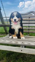 Heidi, a male Bernese Mountain Dog for sale in Goshen, IN – 4 of 10
