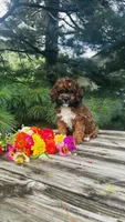 Max, a male Cavalier King Charles Spaniel and Poodle - Miniature  for sale in Goshen, IN – 9 of 10