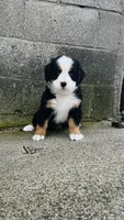 Bennett, a male Bernese Mountain Dog for sale in Goshen, IN – 1 of 10