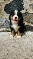 Svea, a male Bernese Mountain Dog for sale in Goshen, IN – 8 of 10