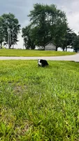 Bennett, a male Bernese Mountain Dog for sale in Goshen, IN – 9 of 10