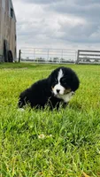 Sullivan, a male Bernese Mountain Dog for sale in Goshen, IN – 2 of 10