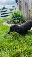 Zeke, a male Miniature Dachshund for sale in Goshen, IN – 3 of 10