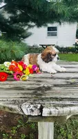 Maverick, a male Cavalier King Charles Spaniel and Poodle - Miniature  for sale in Goshen, IN – 9 of 10