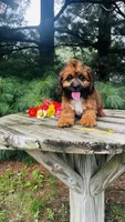 Maddie, a female Cavalier King Charles Spaniel and Poodle - Miniature  for sale in Goshen, IN – 3 of 10