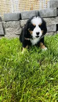 Remington, a male Bernese Mountain Dog for sale in Goshen, IN – 10 of 10