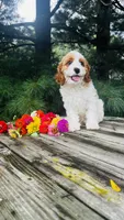 Mason, a male Cavalier King Charles Spaniel and Poodle - Miniature  for sale in Goshen, IN – 4 of 10