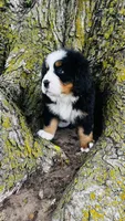 Callahan, a male Bernese Mountain Dog for sale in Goshen, IN – 3 of 10