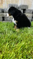 Remington, a male Bernese Mountain Dog for sale in Goshen, IN – 6 of 10