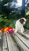 Milo, a male Cavalier King Charles Spaniel and Poodle - Miniature  for sale in Goshen, IN – 5 of 10