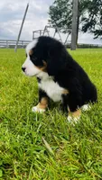 Roman, a male Bernese Mountain Dog for sale in Goshen, IN – 5 of 8