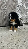 Vivienne, a female Bernese Mountain Dog for sale in Goshen, IN – 8 of 10