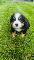 Berne, a male Bernese Mountain Dog for sale in Goshen, IN – 8 of 9