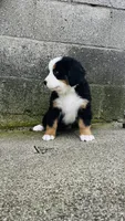 Bennett, a male Bernese Mountain Dog for sale in Goshen, IN – 5 of 10