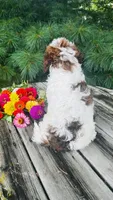 Milo, a male Cavalier King Charles Spaniel and Poodle - Miniature  for sale in Goshen, IN – 9 of 10