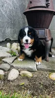 Baron, a male Bernese Mountain Dog for sale in Goshen, IN – 7 of 10