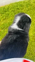 Eleanor, a female Bernese Mountain Dog for sale in Goshen, IN – 10 of 10