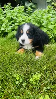 Rami, a male Bernese Mountain Dog for sale in Goshen, IN – 9 of 9